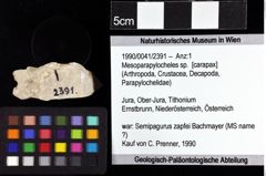 Foto (Objket + Etiketten) von Mesoparapylocheles sp. 